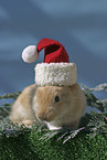 Christmasbunny