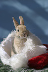 Christmasbunny