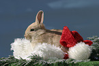 Christmasbunny