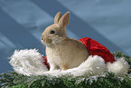 Christmasbunny