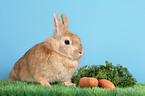 dwarf rabbit with food