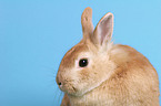 dwarf rabbit