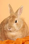 dwarf rabbit