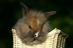 bunny in a basket