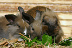 eating pygmy bunnies