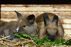 eating pygmy bunnies