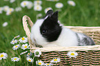 young rabbit