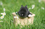 young rabbit