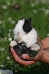 young rabbit