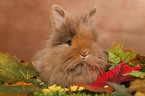 pygmy bunny