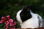 pygmy bunny