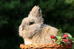 pygmy bunny