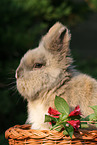 pygmy bunny