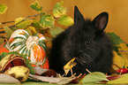 eating dwarf rabbit