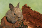 pygmy bunny