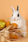 dwarf rabbit