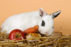 dwarf rabbit with feed