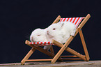 young rabbit