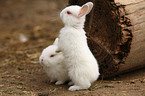 young rabbit