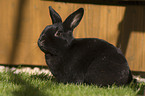 pygmy rabbit