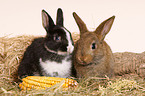 young pygmy bunnies