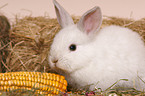 young pygmy bunny