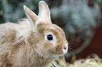 dwarf rabbit