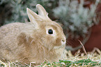 dwarf rabbit