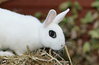 dwarf rabbit