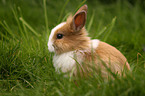 dwarf rabbit