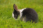 dwarf rabbit