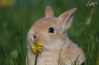 pygmy bunny