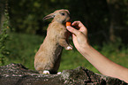 pygmy bunny