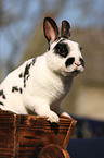 dwarf rabbit