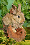 young dwarf rabbit on tree trunk