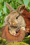 young dwarf rabbit on tree trunk