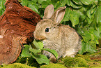 eating young dwarf rabbit