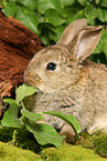 eating young dwarf rabbit