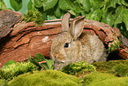 young dwarf rabbit