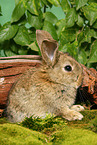 young dwarf rabbit