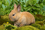 young dwarf rabbit