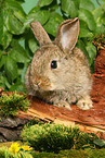 young dwarf rabbit on tree trunk