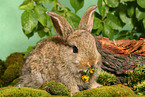 eating young dwarf rabbit