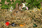 young dwarf rabbit in hay