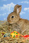 young dwarf rabbit at Easter