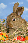 young dwarf rabbit at Easter