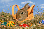 young dwarf rabbit at Easter