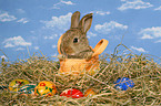 young dwarf rabbit at Easter