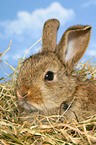 young dwarf rabbit in hay