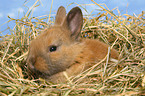 young dwarf rabbit in hay